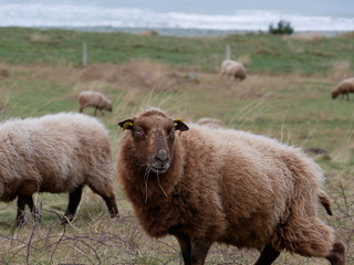 Mouton en bord de mer