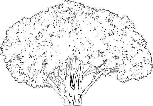 black outline isolated lush tree with thick trunk