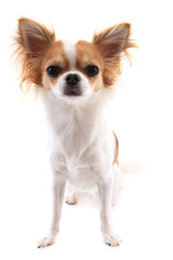 small chihuahua isolated