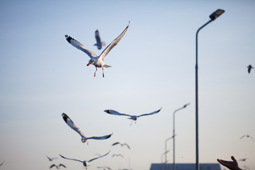 Seagulls migrate to the shore