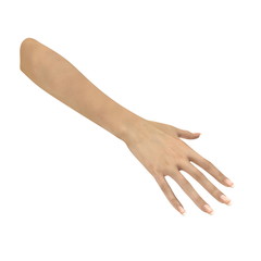Female Hand on white. 3D illustration