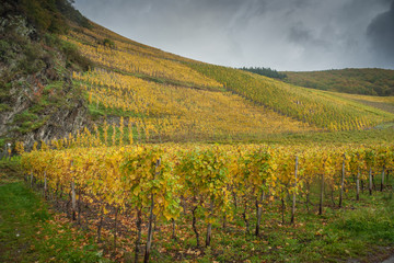 Fototapeta na wymiar Middle European Vineyards in the Mosel-Rhine Country
