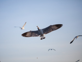 Seagulls migrate to the shore