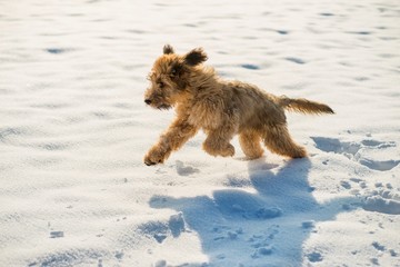 Fluffy briard puppy runs on snow.