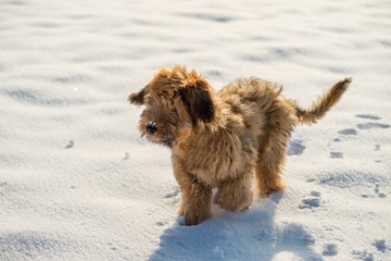 Briard puppy on snow.