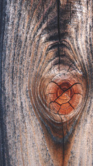 Wood gnarl - 186835290