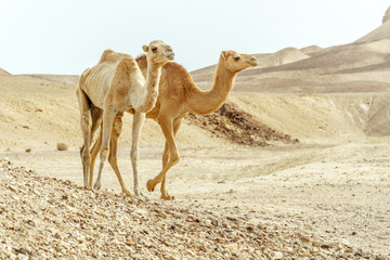 Closeup couple of two camels family walk together through day desert
