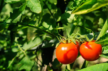 Tomatoes on a background of green bush.