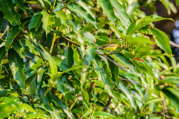 Fototapeta na wymiar Brown-throated Sunbird or Plain-throated Sunbird on a tree branch