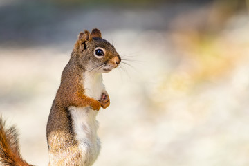 American Red Squirrel (Tamiasciurus hudsonicus) stands with hands together against soft muted background © rabbitti