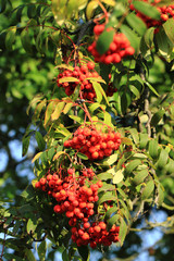 red rowan plant with fruits