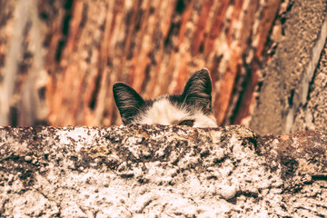 cat 3
