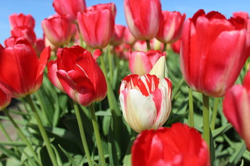 Red and Pink Tulip Fields