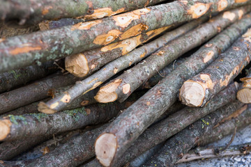 Tronchi di legna da ardere 
