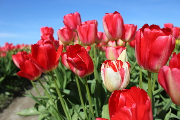 Red and Pink Tulip Fields