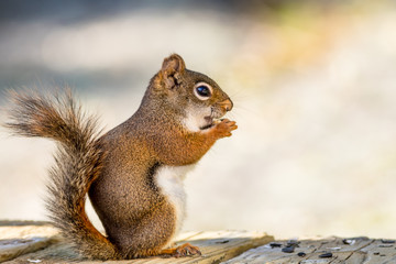 Adorable little American Red Squirrel (Tamiasciurus hudsonicus) enjoys a snack on the deck