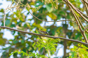 House sparrow perched on a tree branch