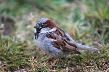 Male House Sparrow sitting on the ground in green grass