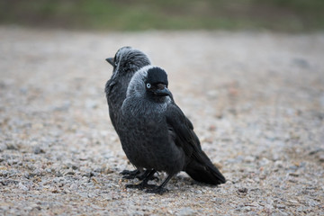 Pair of black jackdaws sitting mirrored on the ground