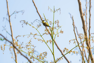 Brown-throated Sunbird or Plain-throated Sunbird on a tree branch