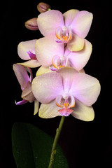 Gently pink flowers of a tropical orchid phaleonopsis with gentle soft lighting on a dark background dotted with dew drops for the design of the background