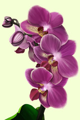 Fototapeta na wymiar The sprig of a purple orchid phalanopsis on a gentle monophonic background