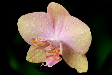 A collage depicting a carnivorous pink orchid with dew drops in the form of a mantis on a dark background