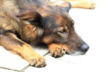 dog is resting on the floor