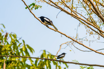 Asia magpie, Asian magpie, Common magpie (Pica pica) bird perching on a branch