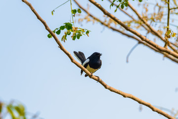 Asia magpie, Asian magpie, Common magpie (Pica pica) bird perching on a branch