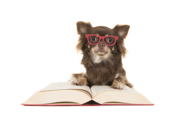 Cute chihuahua dog lying on a red book wearing red glasses