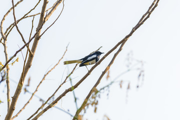 Asia magpie, Asian magpie, Common magpie (Pica pica) bird perching on a branch