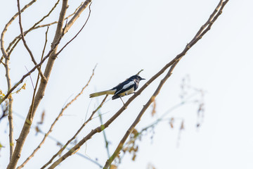 Asia magpie, Asian magpie, Common magpie (Pica pica) bird perching on a branch