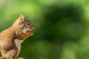 American Red Squirrel (Tamiasciurus hudsonicus) enjoys a snack against a forest green background
