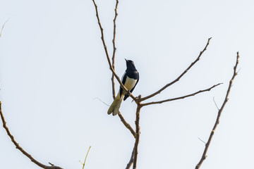 Asia magpie, Asian magpie, Common magpie (Pica pica) bird perching on a branch