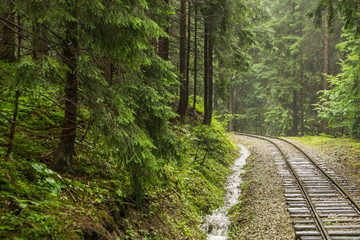 Obraz premium Railroad through forest
