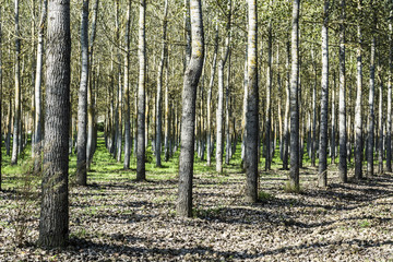 Thorough forestry in France