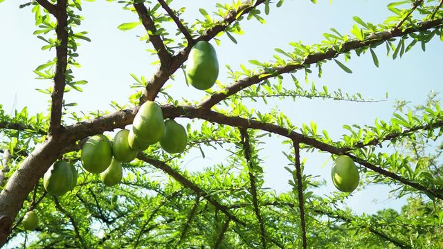 Crescentia alata fruits.