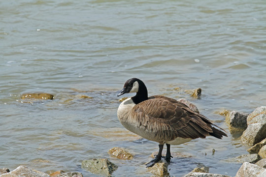 Kanada-Gans