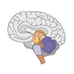 Human brain anatomy. Human brain on white background. 