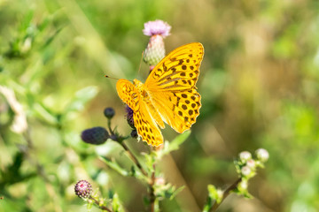 Silver-washed fritillary (prob. Argynnis paphia) on thistle flower - diagonally from above I