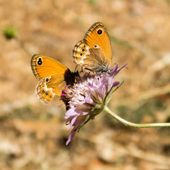 Two Heath butterflies (Coenonympha) on Knautia flower in Sardinia, Italy