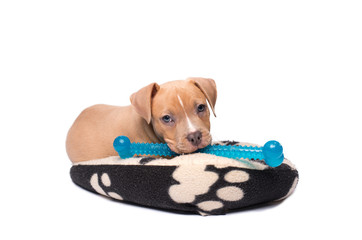 American staffordshire terrier puppy play on his pillow
