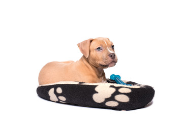 American staffordshire terrier puppy play on his pillow