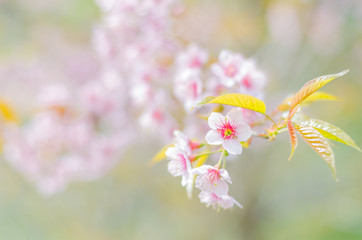 Beautiful wild Himalayan Cherry Blossom flowers and branch in spring season on mountain in forest, selective focus