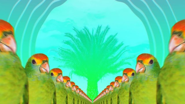 
Minimal Motion collage art. Fashion Many Parrots Tropical vibes 
