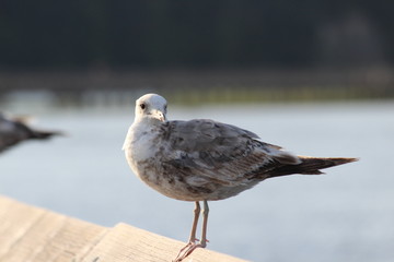 Brown Seagull