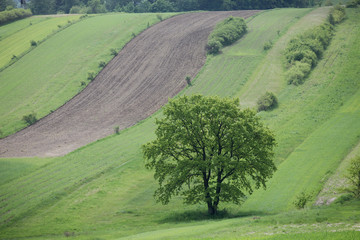 samotne drzewo © wojteczekx