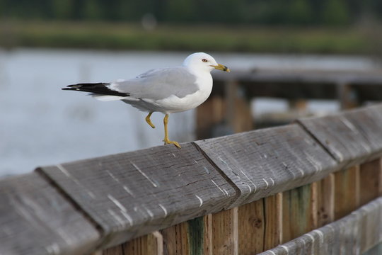 One-Foot Seagull