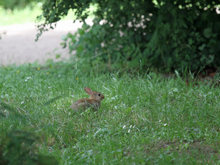 Wild-Kaninchen